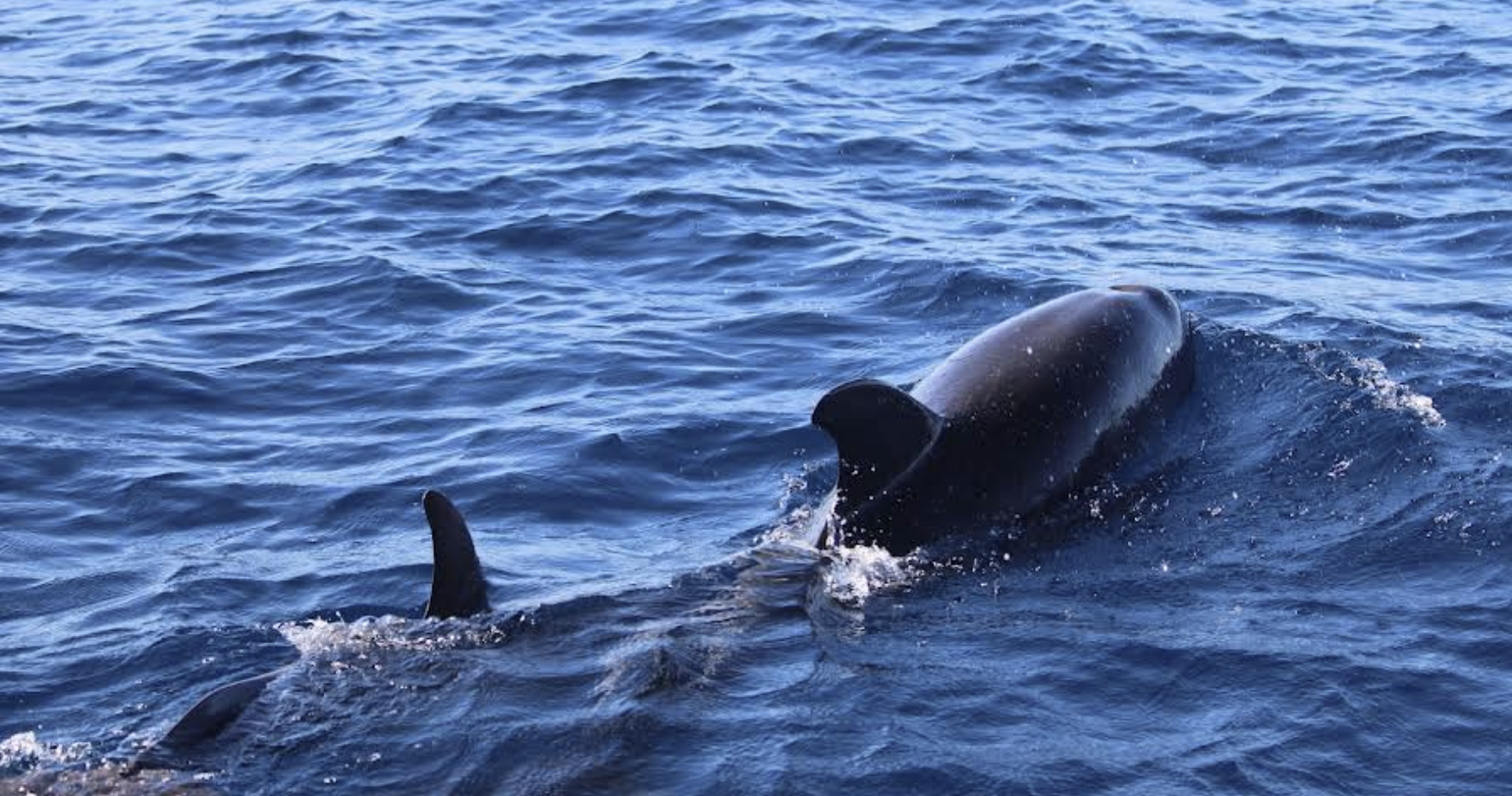 Dolphins near Tenerife